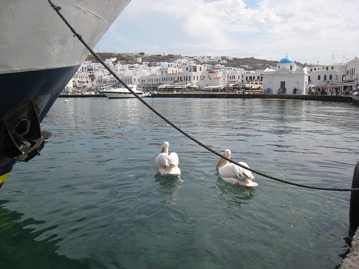 不斷係碼頭附近游來游去