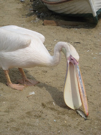 通常都有漁民請食飯