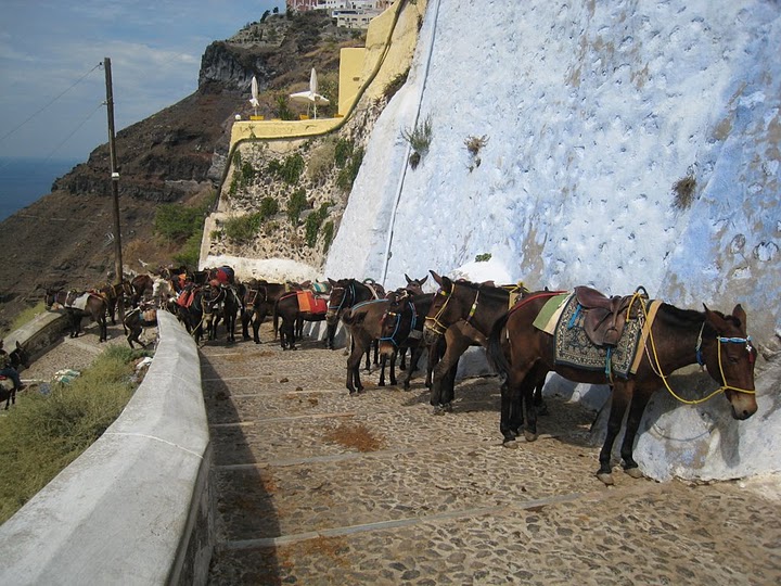 等待工作的驢群