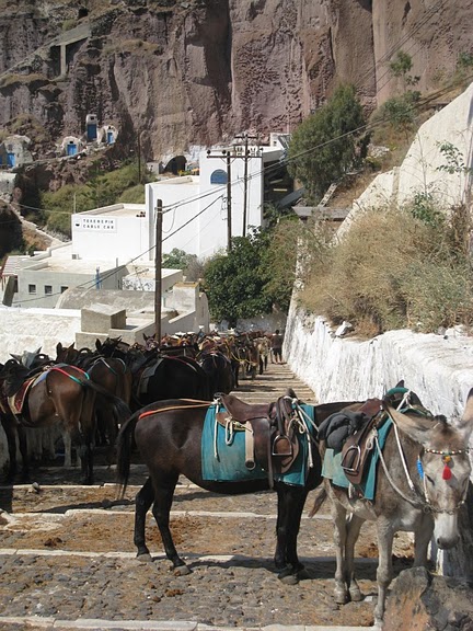 有幾隻仲受傷了