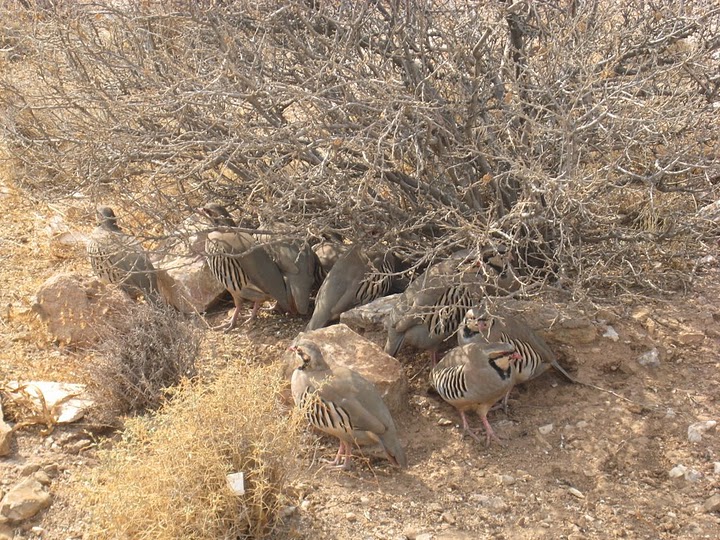 有好多不知名鳥