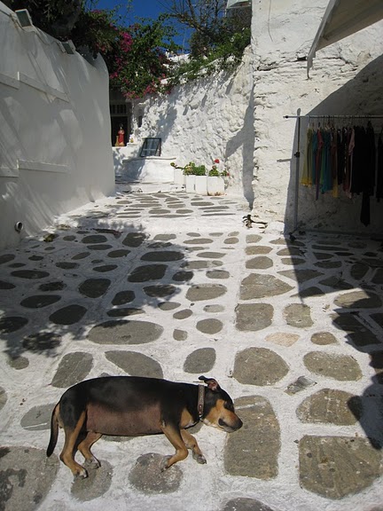 連小狗都識享受