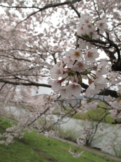 白石川堤 - 一目千本櫻