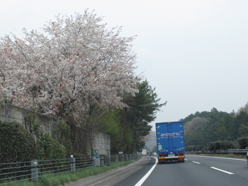 路上已經看到盛開的櫻花