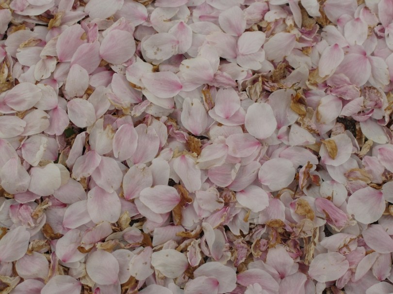 就算掉在地上都不減美麗