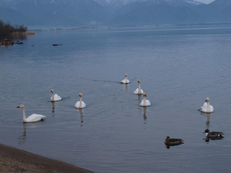 豬苗代湖的天鵝群