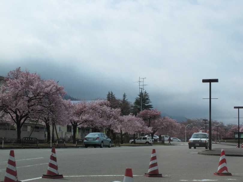 櫻花真是隨處可見