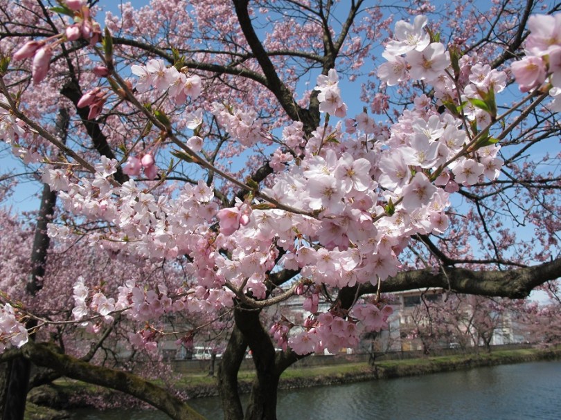 離開時還在拍櫻花