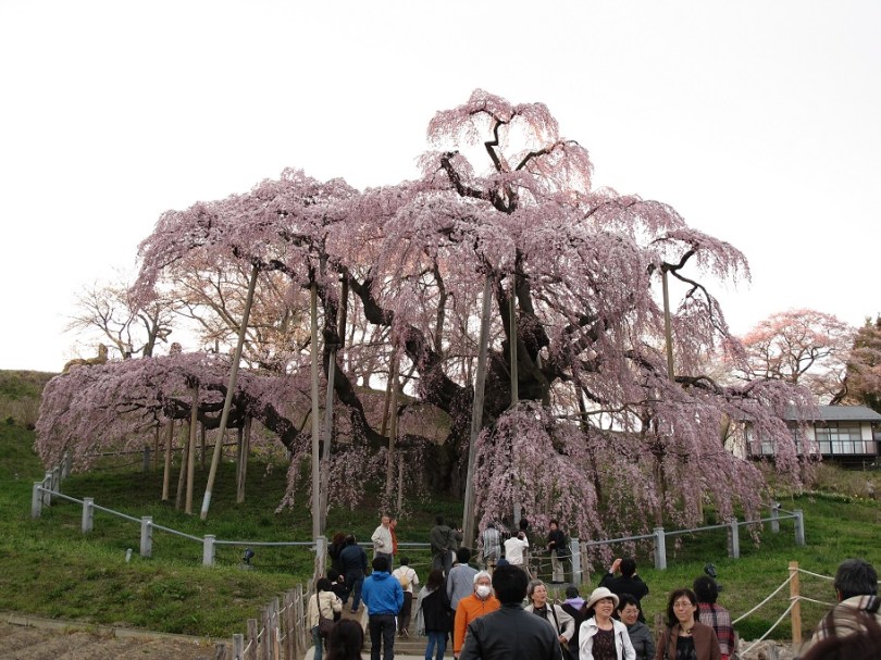 傳說の三春滝桜