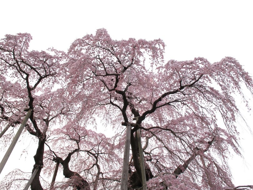 "上天下地都是花"- 花潮