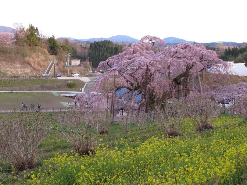還有黃色的油菜花點綴一下