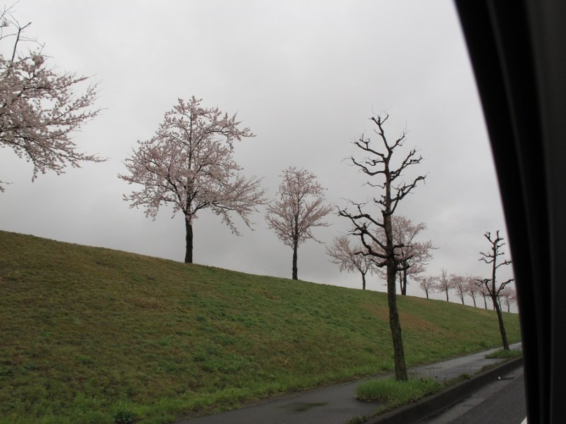 排列整齊的櫻花樹
