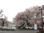停車場的櫻花都這麼厲害 LoL