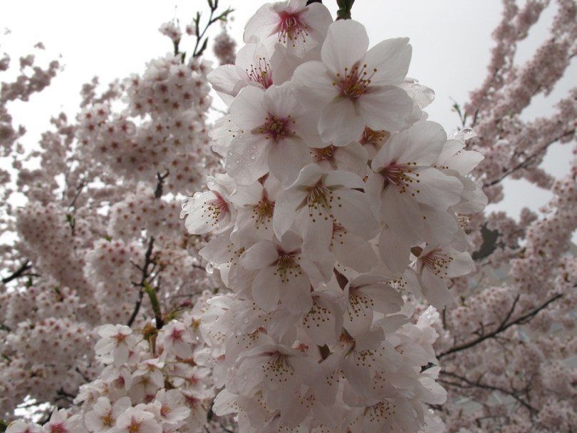 花瓣上還有雨之水滴
