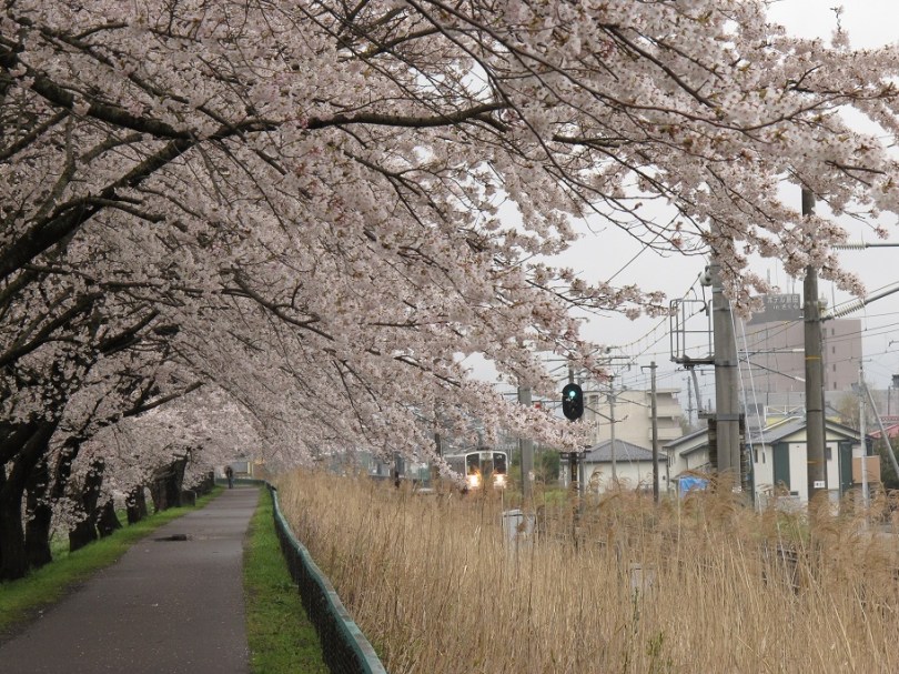 在日本，坐火車都可以賞櫻