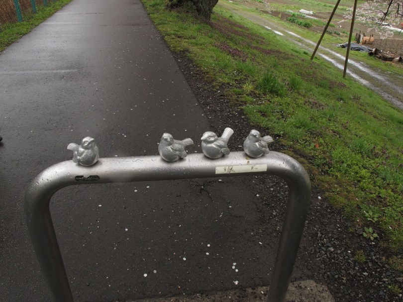賞櫻賞到變化石的小鳥