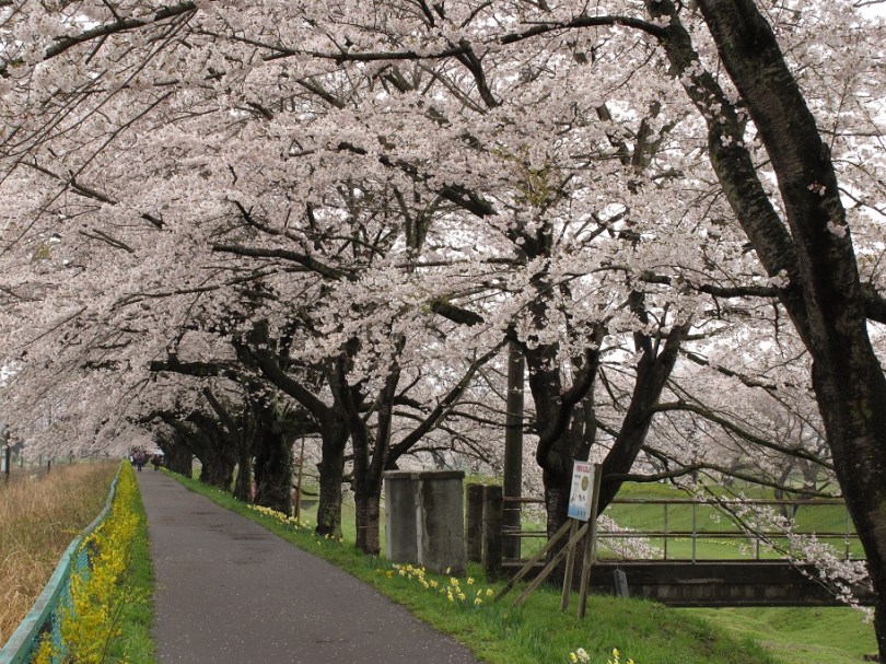 路旁又有油菜花點綴