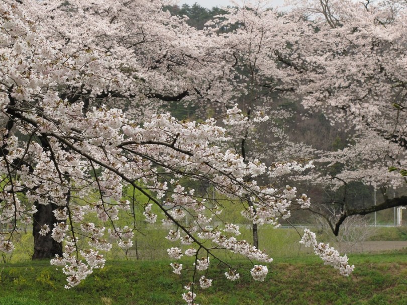 又可以做明信片噢