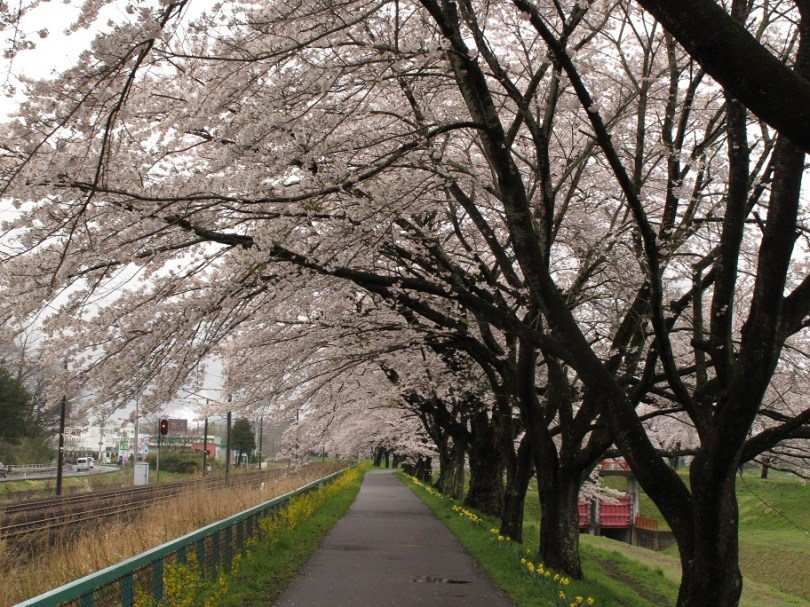 「千朵萬朵壓枝低」