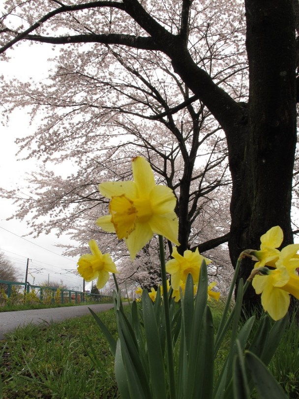 櫻花樹下的小黃花
