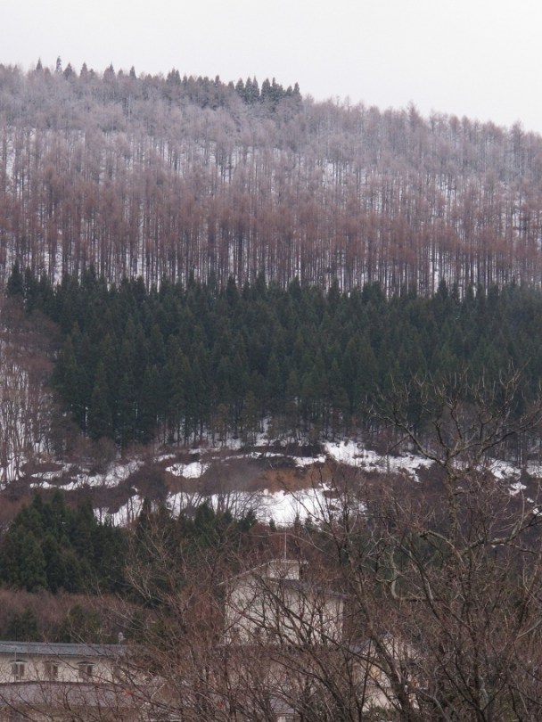 早兩個月前應該還是樹冰(樹氷)