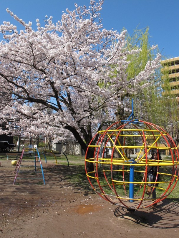 可以一邊轉一邊賞櫻