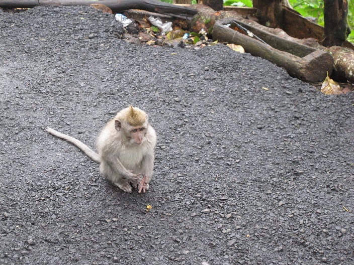 小猴