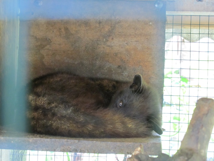 椰子貓(Paradoxurus hermaphroditus)