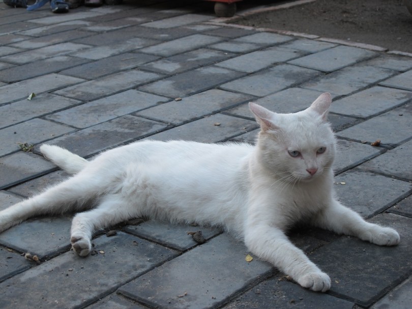 店內的白貓