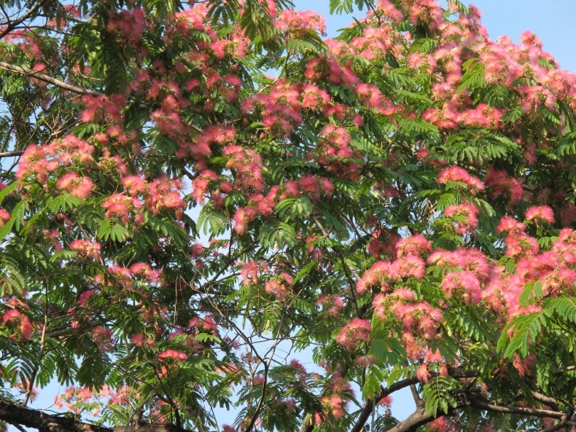 不知道是什麼花