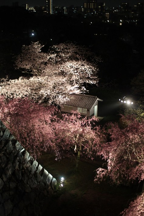 fukuoka-sakura